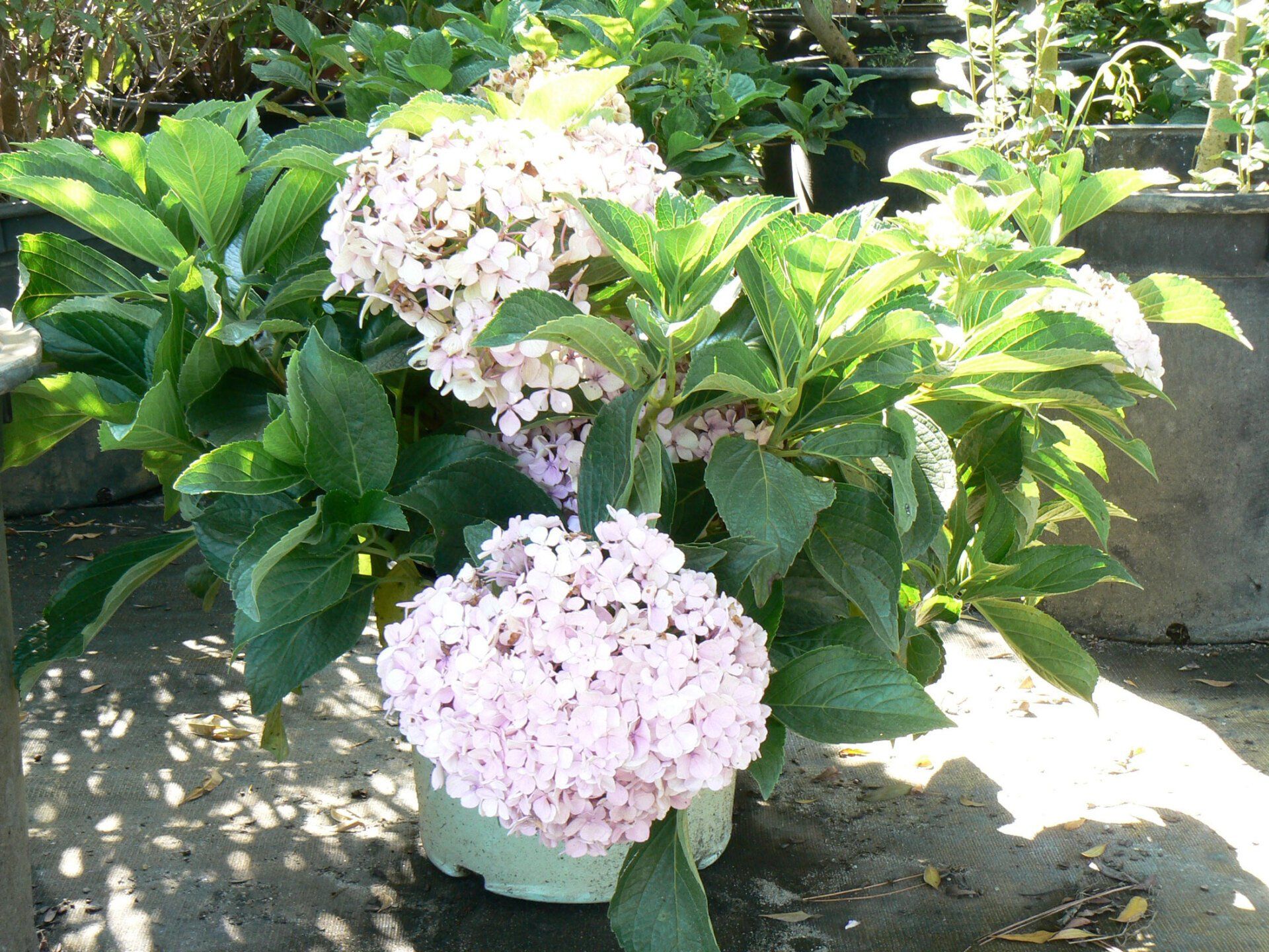 Nursery1 Big — Chesapeake, VA — Brooks Landscaping, Inc.