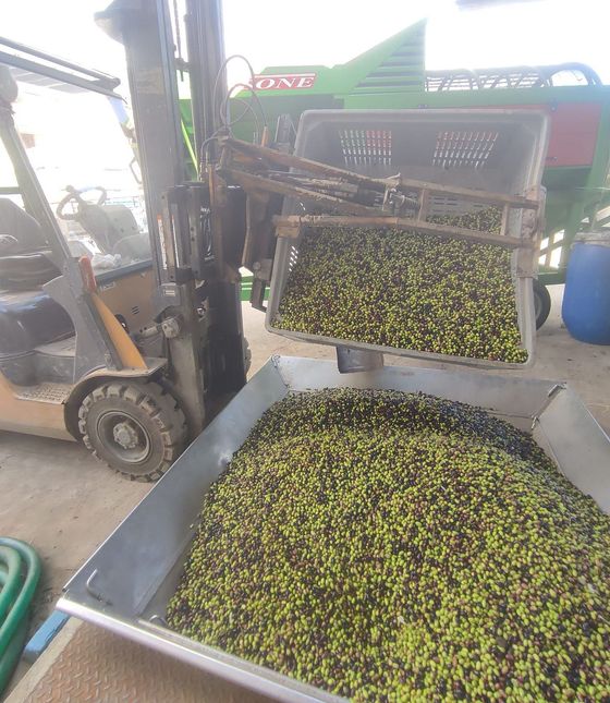 selezione e stoccaggio olive