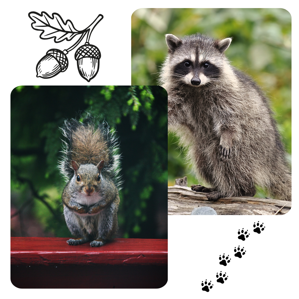 Collage: Acorns, raccoon, squirrel, and animal paw prints.
