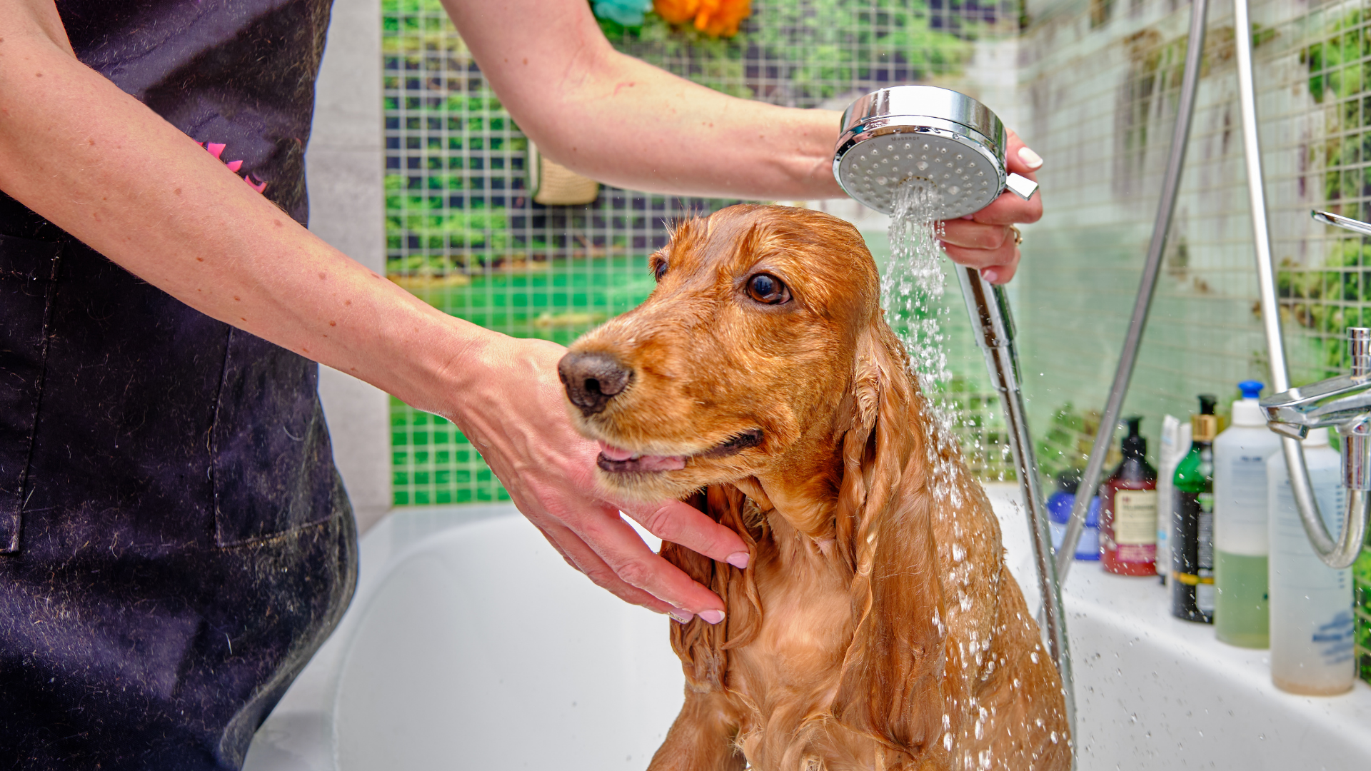 A person washes a golden spaniel dog with a shower sprayer in a tiled bathtub.