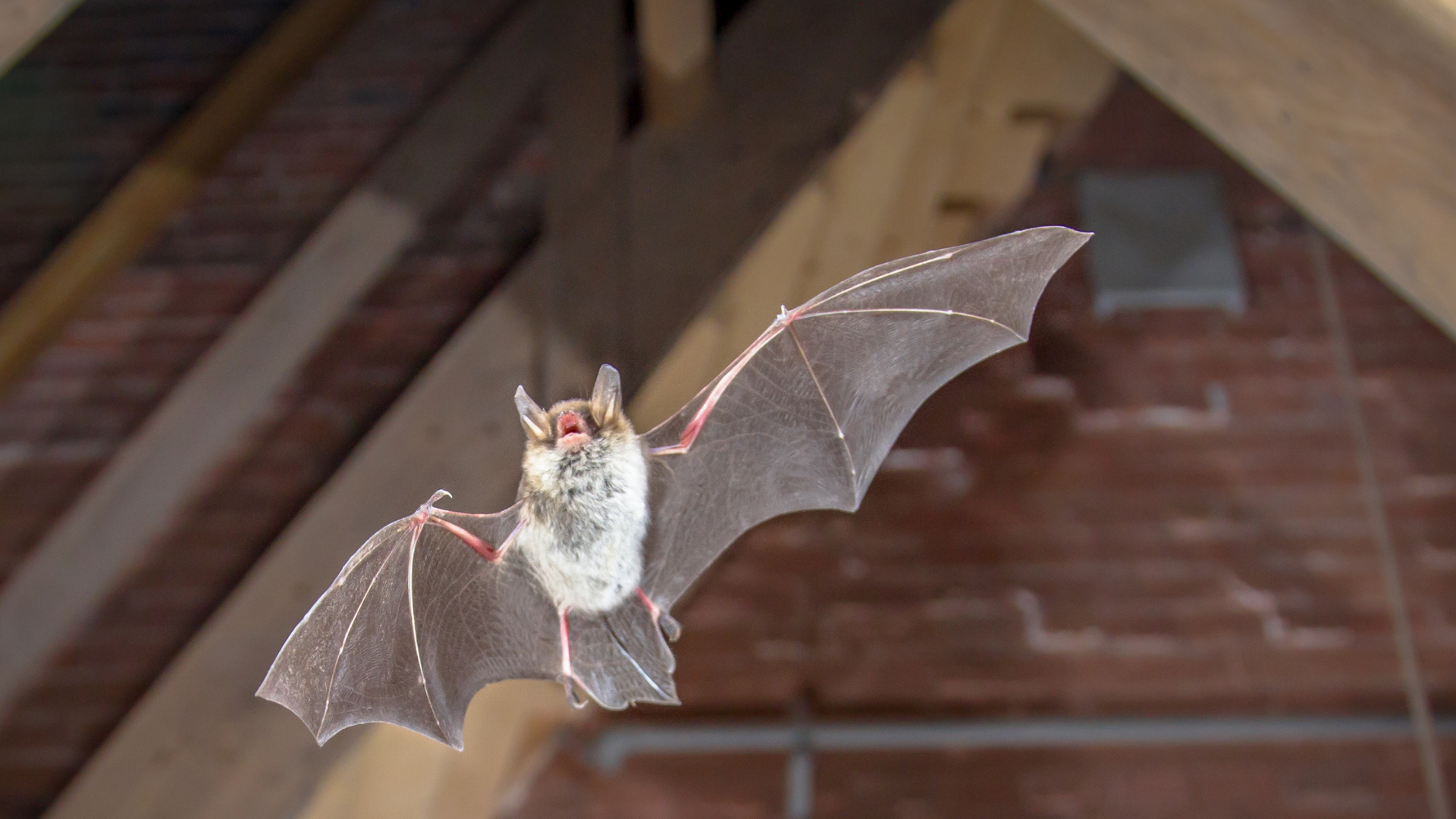 Bat flying inside an attic with wings spread wide and wooden beams in the background
