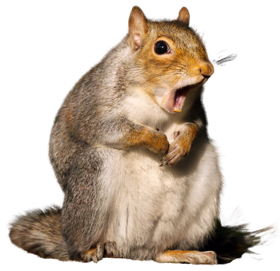 Surprised squirrel with open mouth, light brown fur, standing on its hind legs.