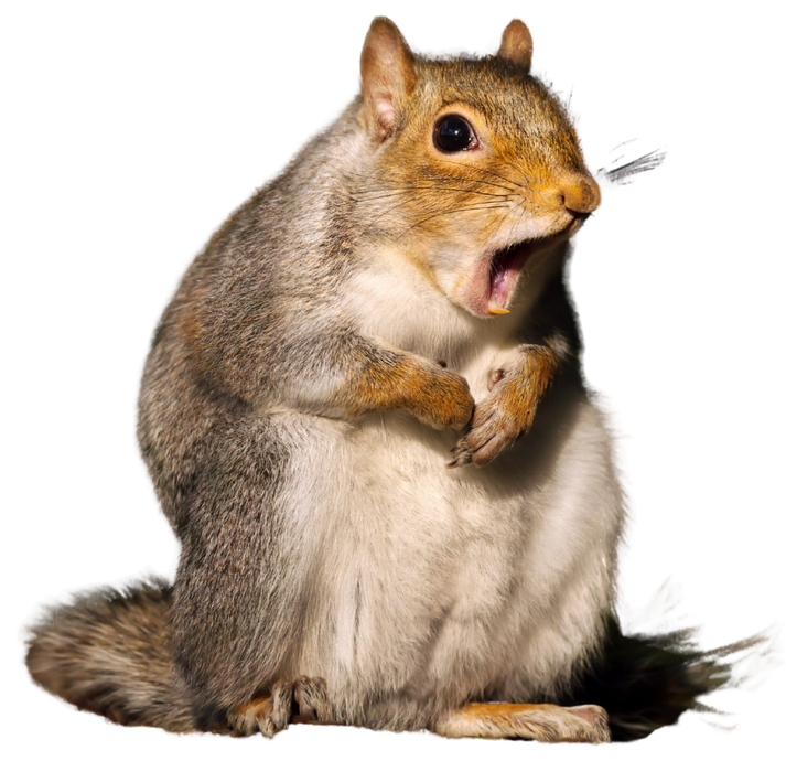 Surprised squirrel with open mouth, light brown fur, standing on its hind legs.