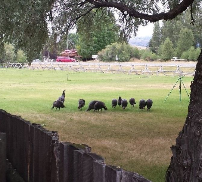 A group of turkeys are standing in a grassy field