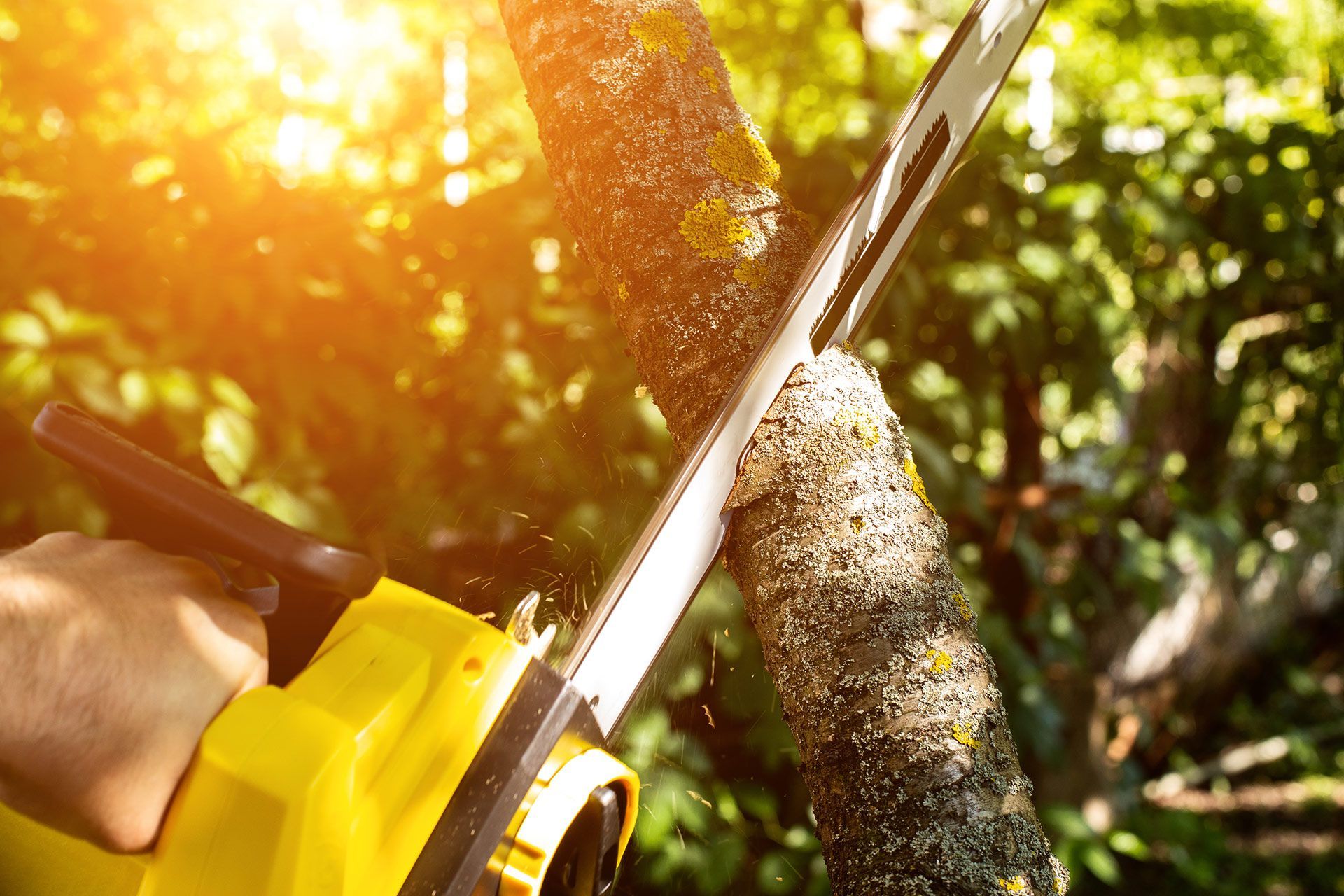 Yellow chainsaw cutting a tree branch in bright sunlight.