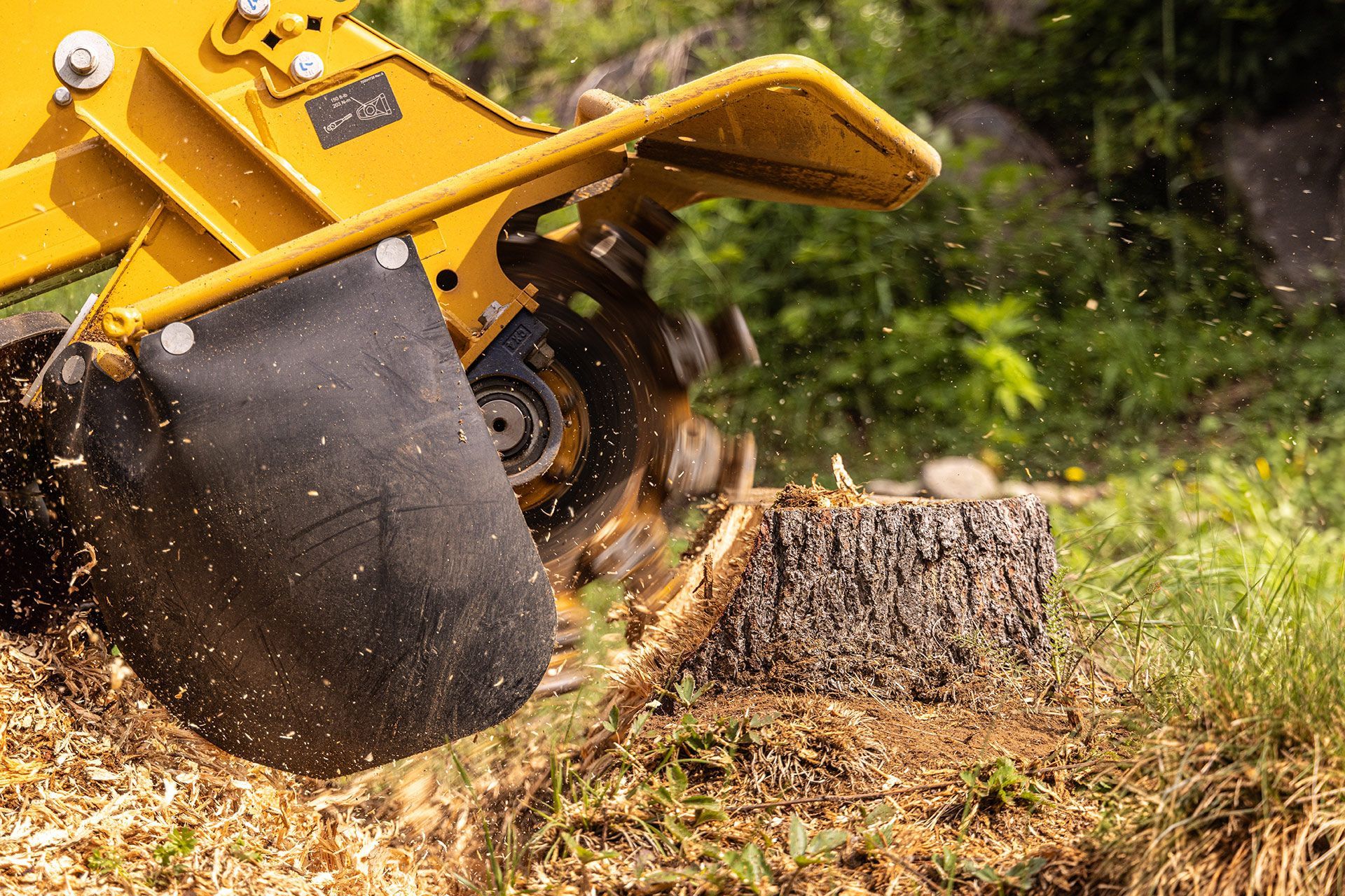 Yellow stump grinder grinding a tree stump in a grassy, outdoor setting.