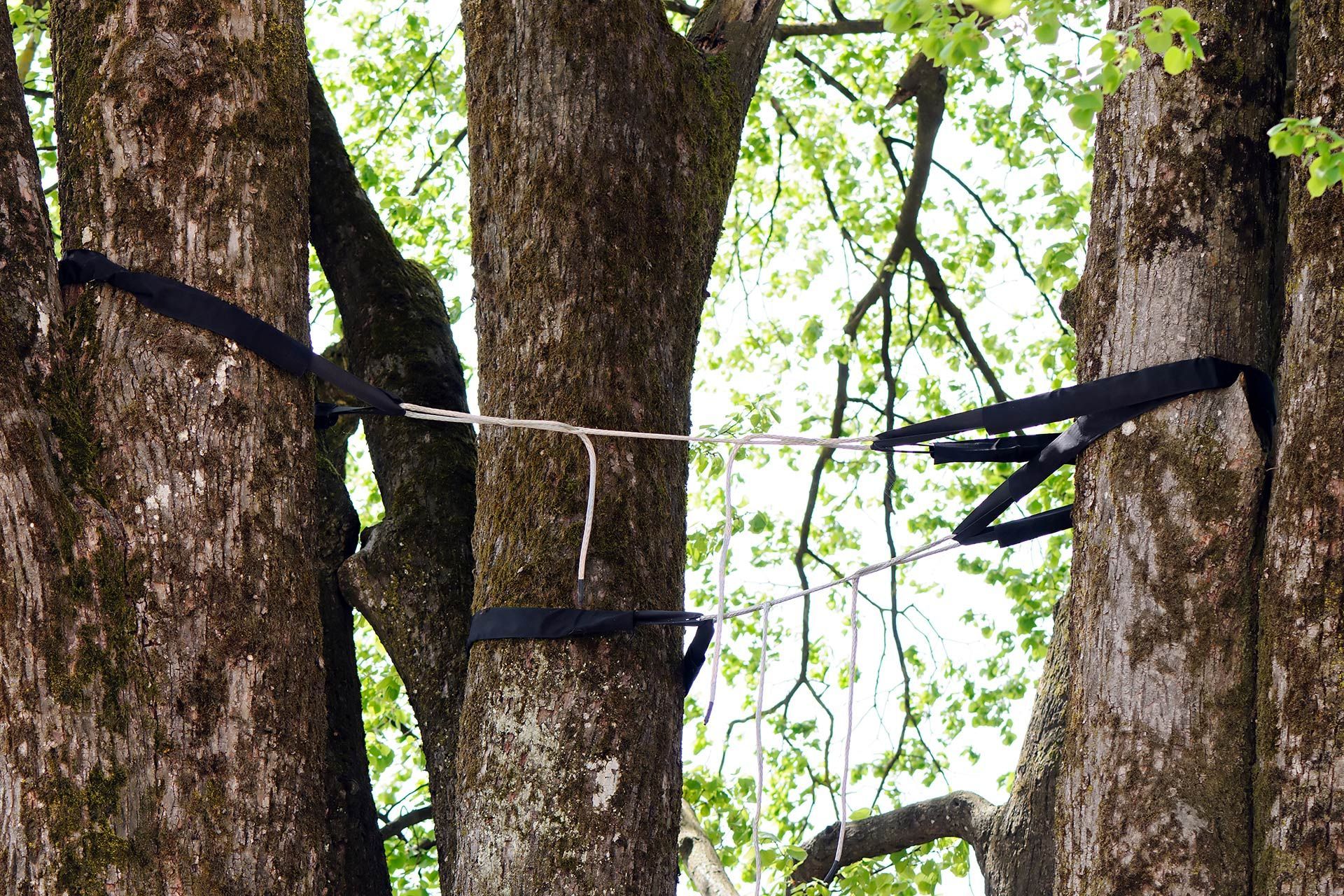Three tree trunks with black straps and white rope, likely for a swing or hammock.