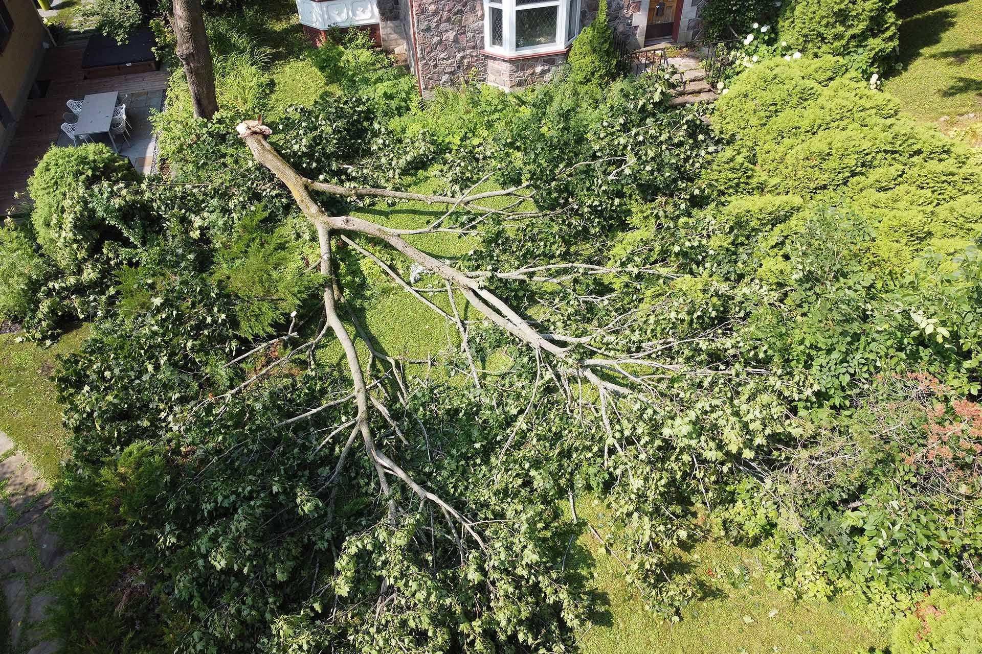 Fallen tree limb across grass and shrubs near a house with a bay window.