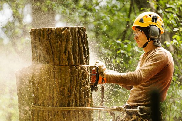 Arborist using a chainsaw to cut a tree stump. Wearing safety gear, wood chips flying.