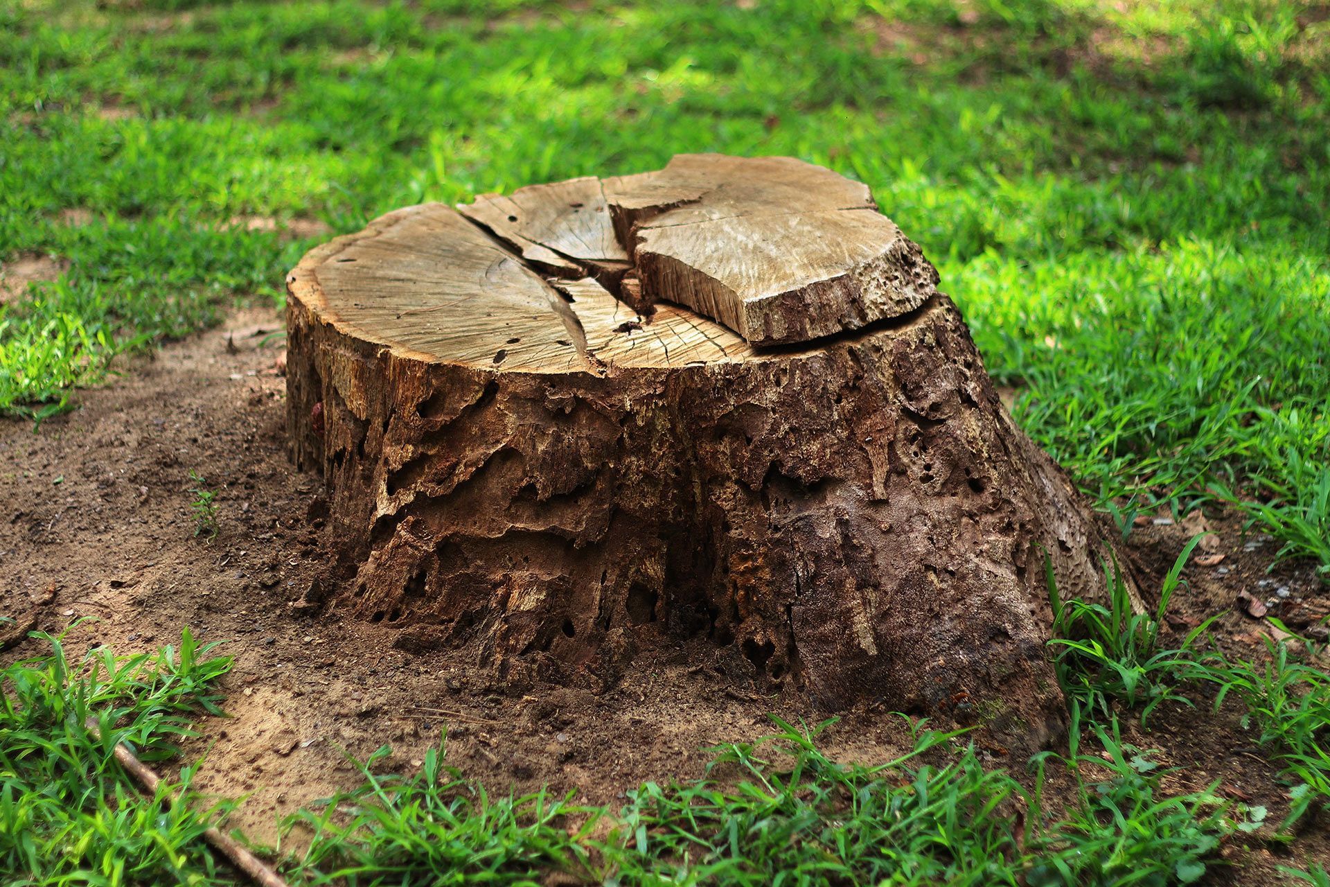 Tree stump in a grassy area, brown and weathered with cracked top.