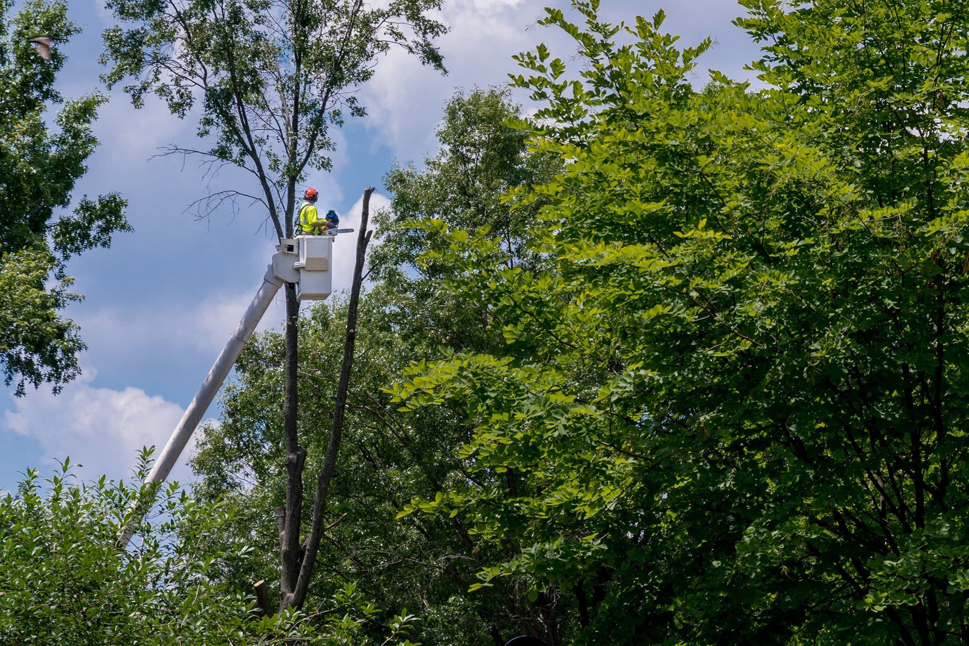 Tree worker in an aerial lift trimming branches against a blue sky, surrounded by green trees.