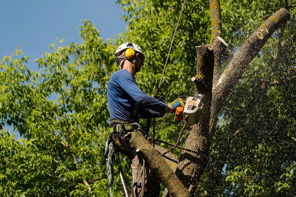 Arborist cutting tree branches with chainsaw; wearing safety gear, in sunlight.