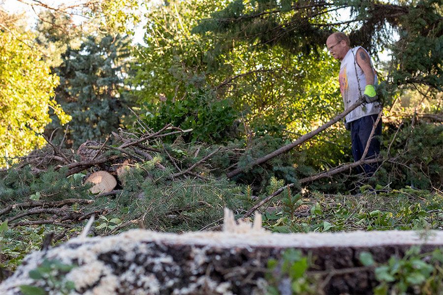 Man in a forest clearing clearing debris, sawed tree trunk in foreground, green foliage.