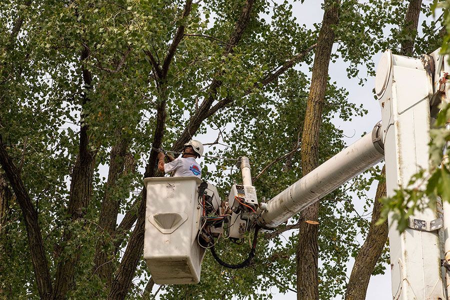 A worker in a lift bucket trims branches on a tall tree.