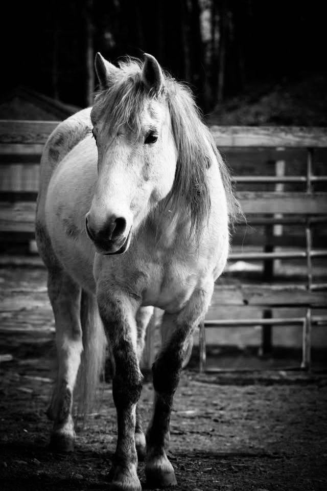 A woman is standing next to a white horse in a black and white photo.