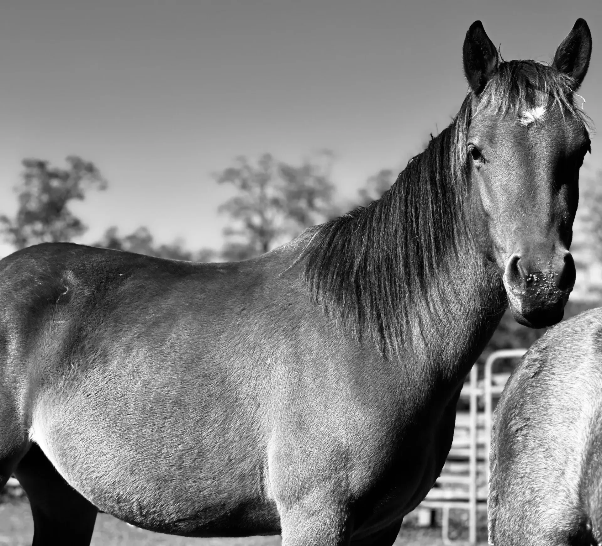 A black and white photo of two horses standing next to each other