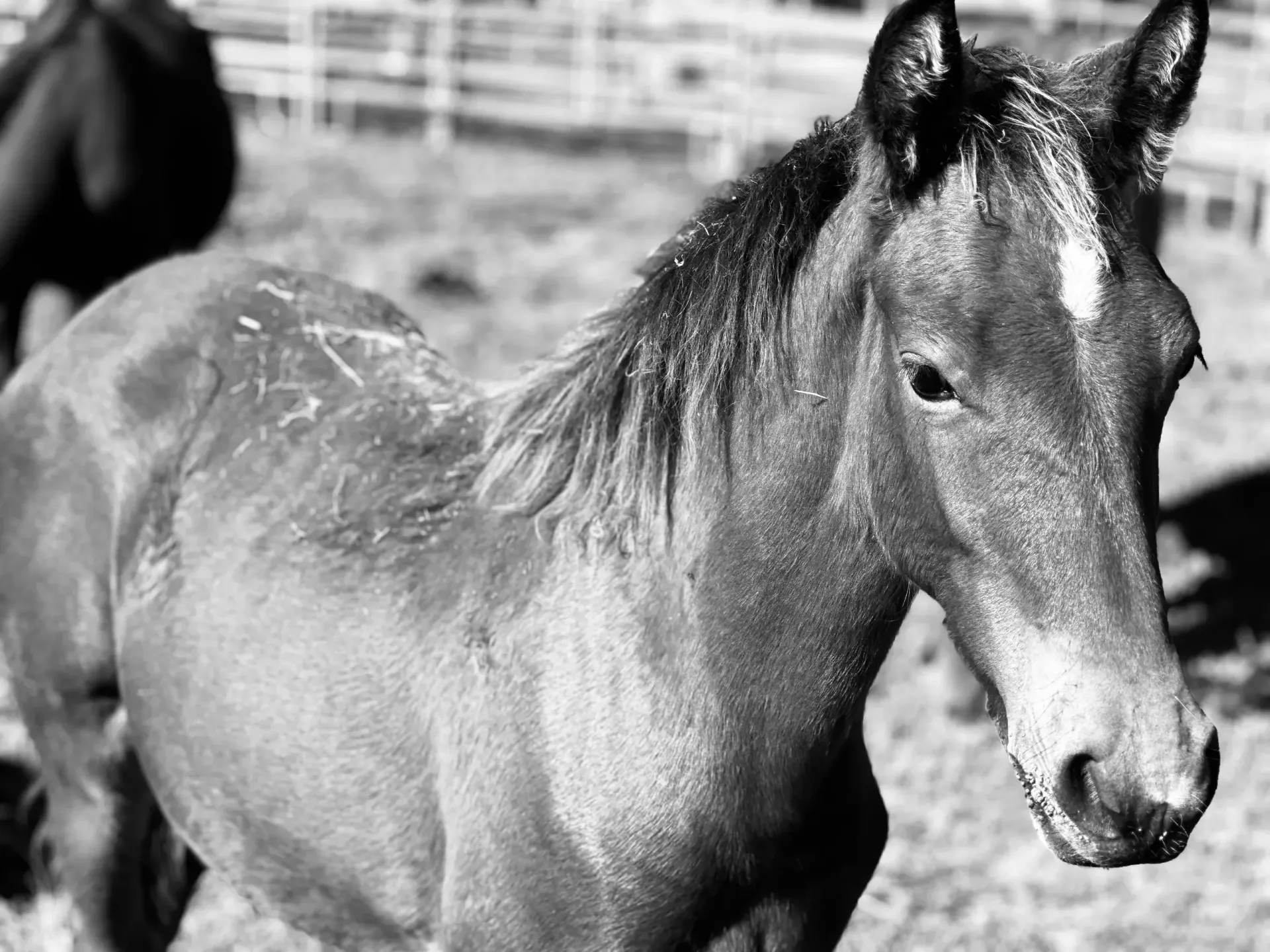 A black and white photo of a horse standing in a field.