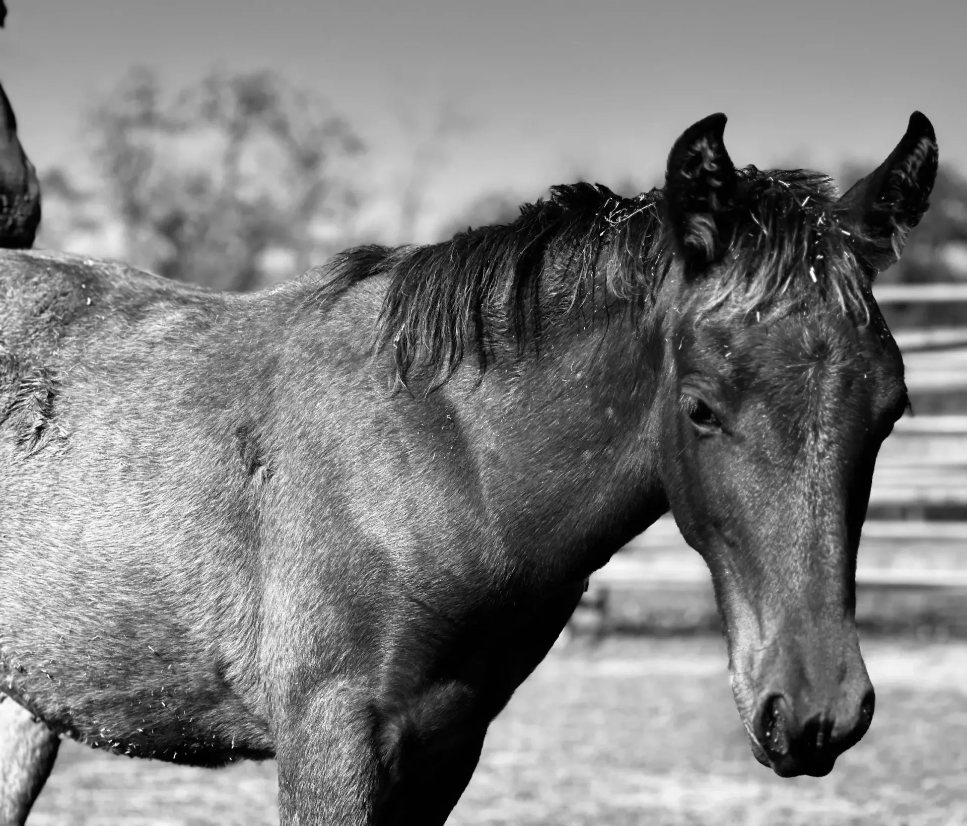 A black and white photo of a horse standing in a field