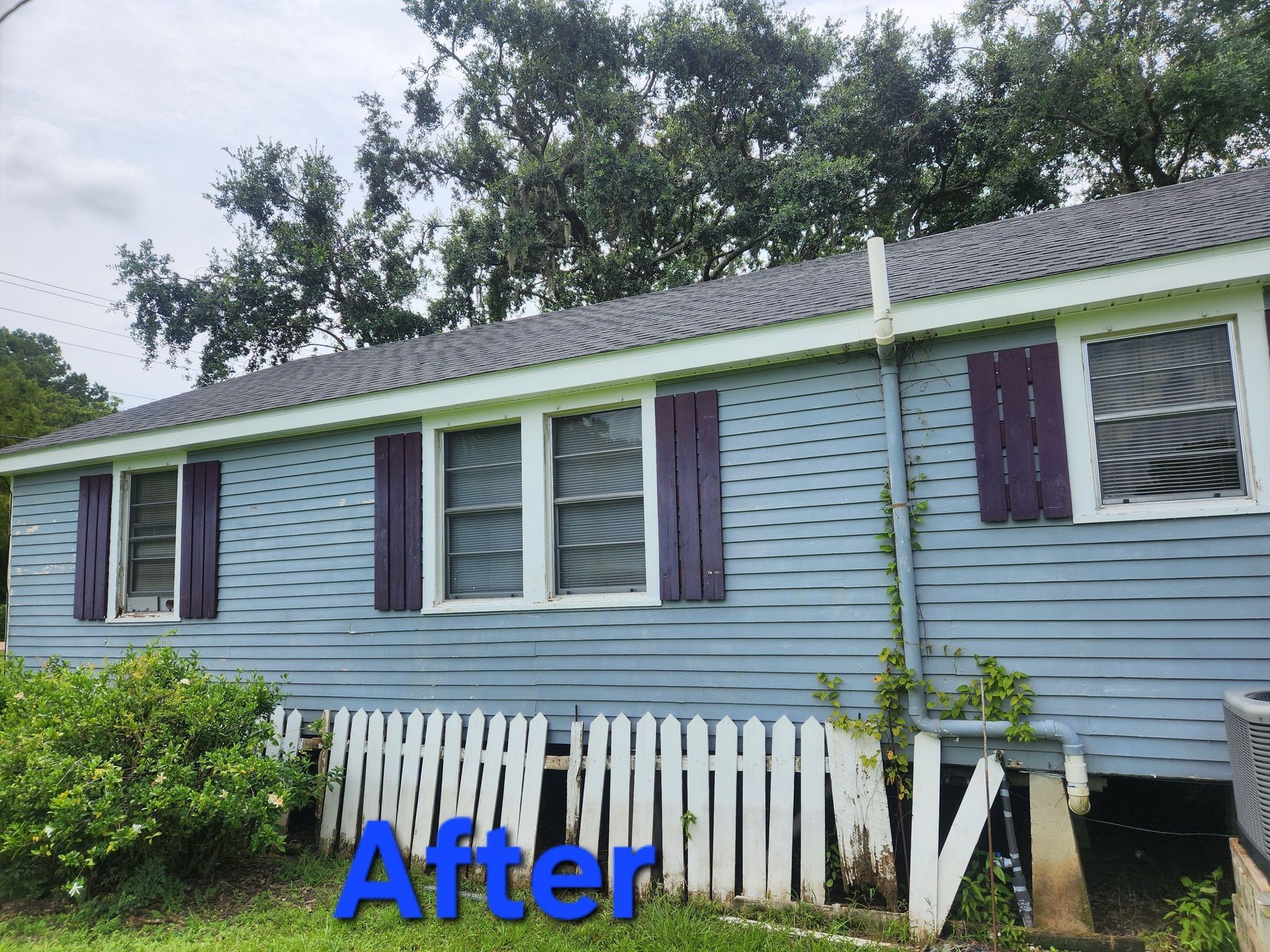 A light blue house with dark purple shutters, white picket fence, and green foliage; 