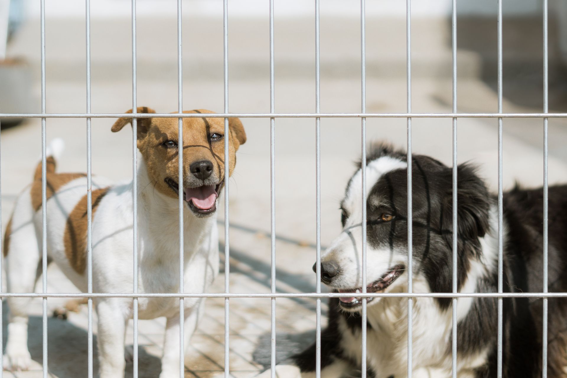 Dog in kennel