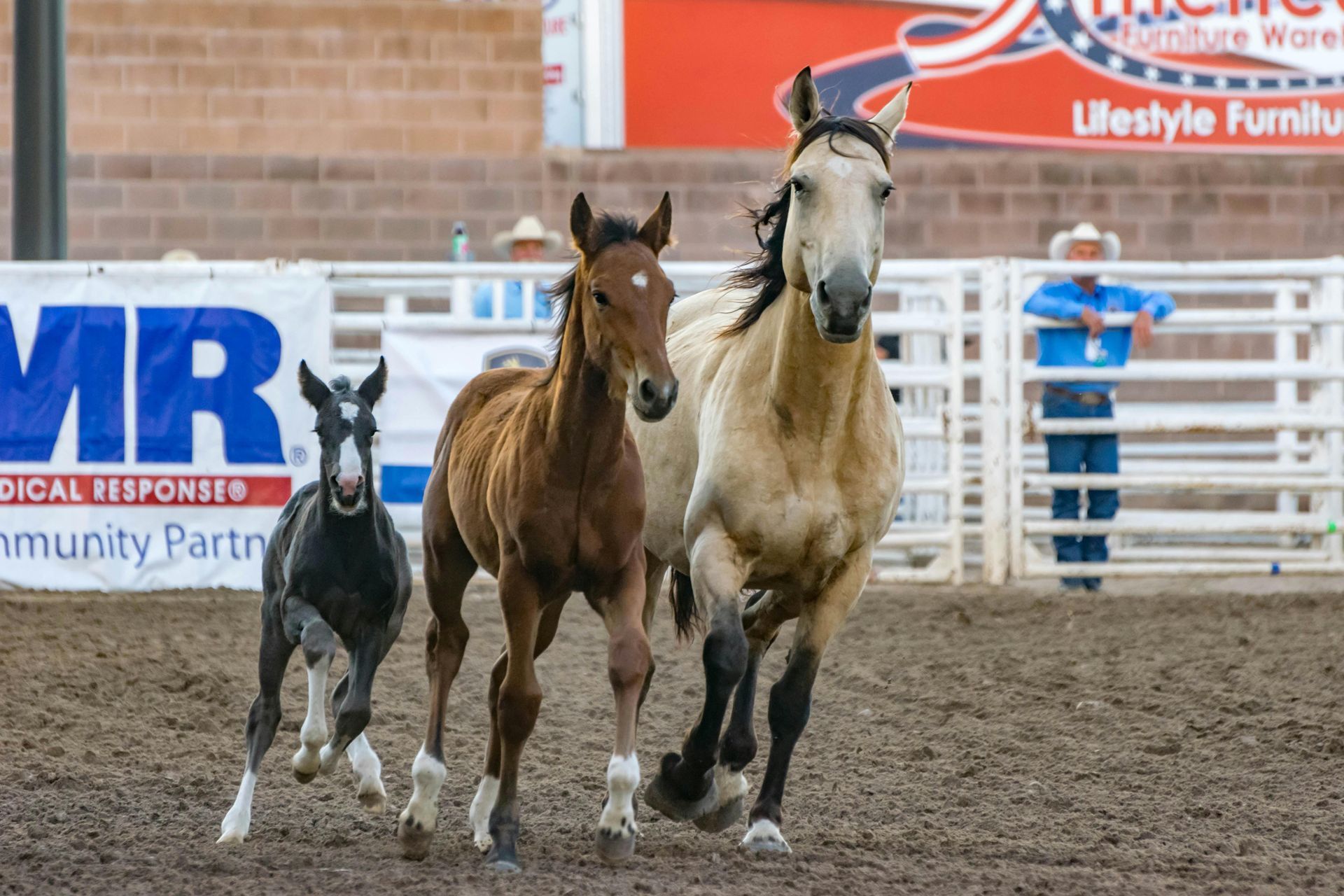 Three horses are running in a rodeo arena with a mr sign in the background.