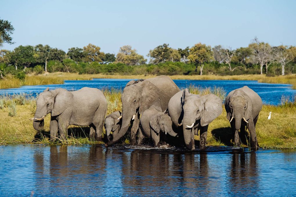 Chobe National Park in Botswana