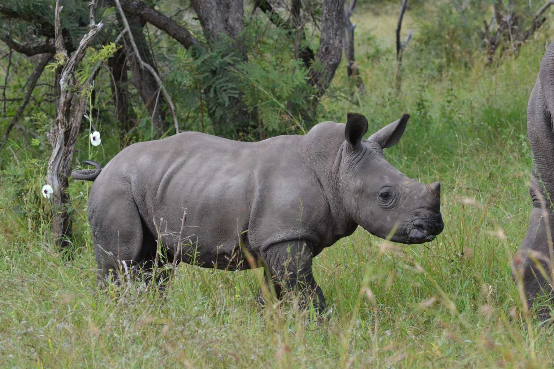 Hluhluwe - Imfolozi Big Five Safari