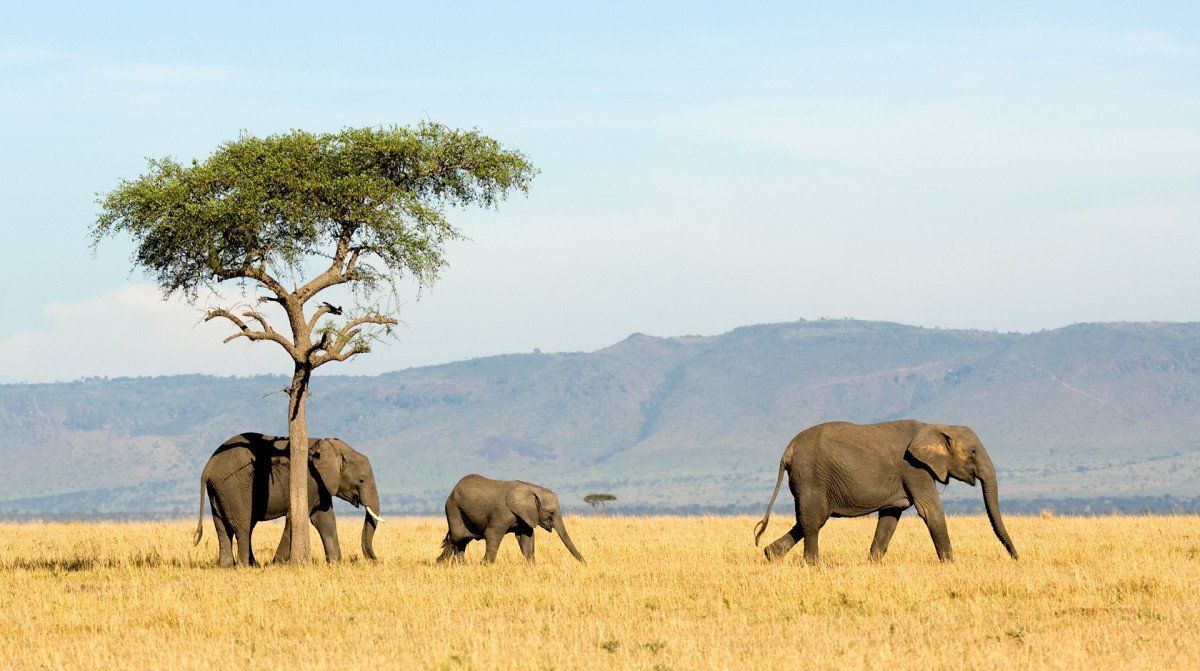 Safari dans la savane