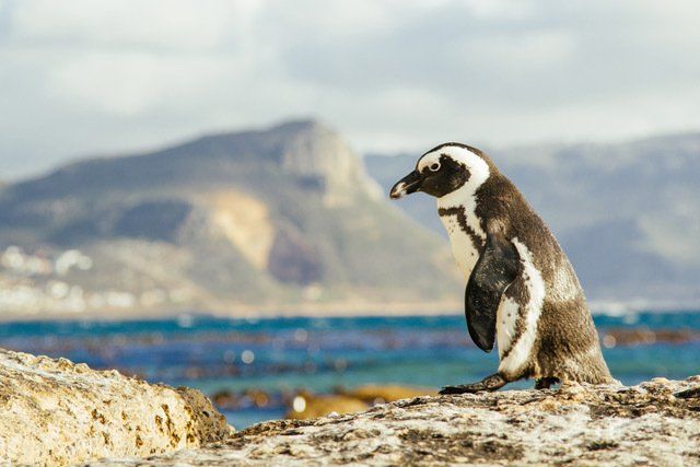 Boulders Beach, Penguins, cape Town, South Africa