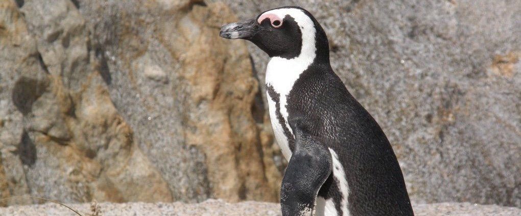Penguins on the Cape Peninsula, SA