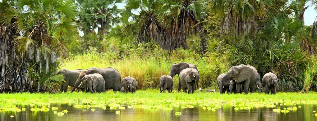 Chobe National Park in Botswana