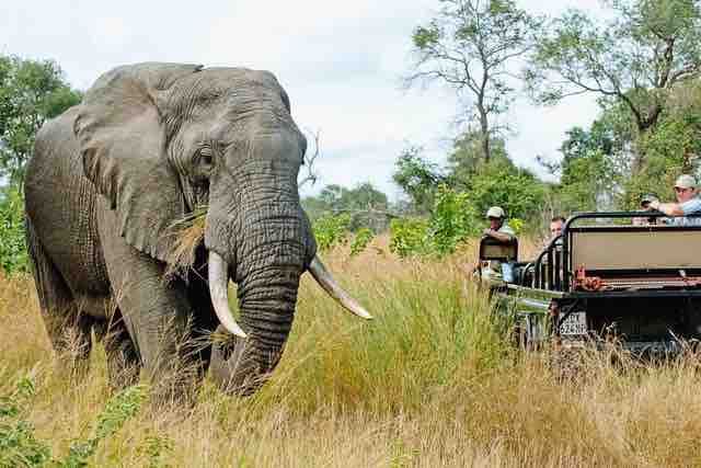 Spectacular Kruger Safari
