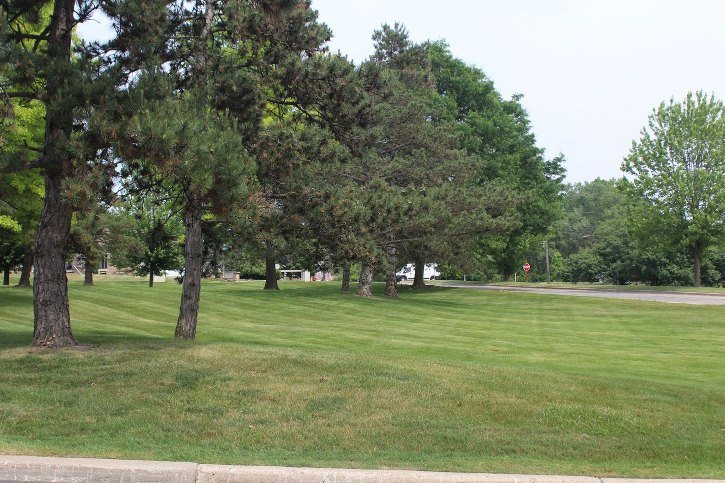 A lush green field with trees in the background