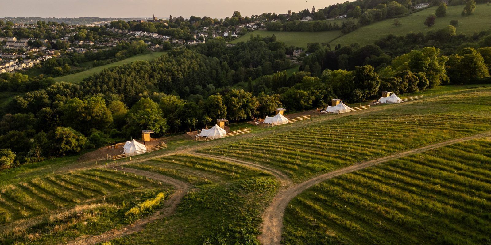 Aerial view of a vineyard with rows of grapevines, a dirt path, and a wooded hillside in the distance.