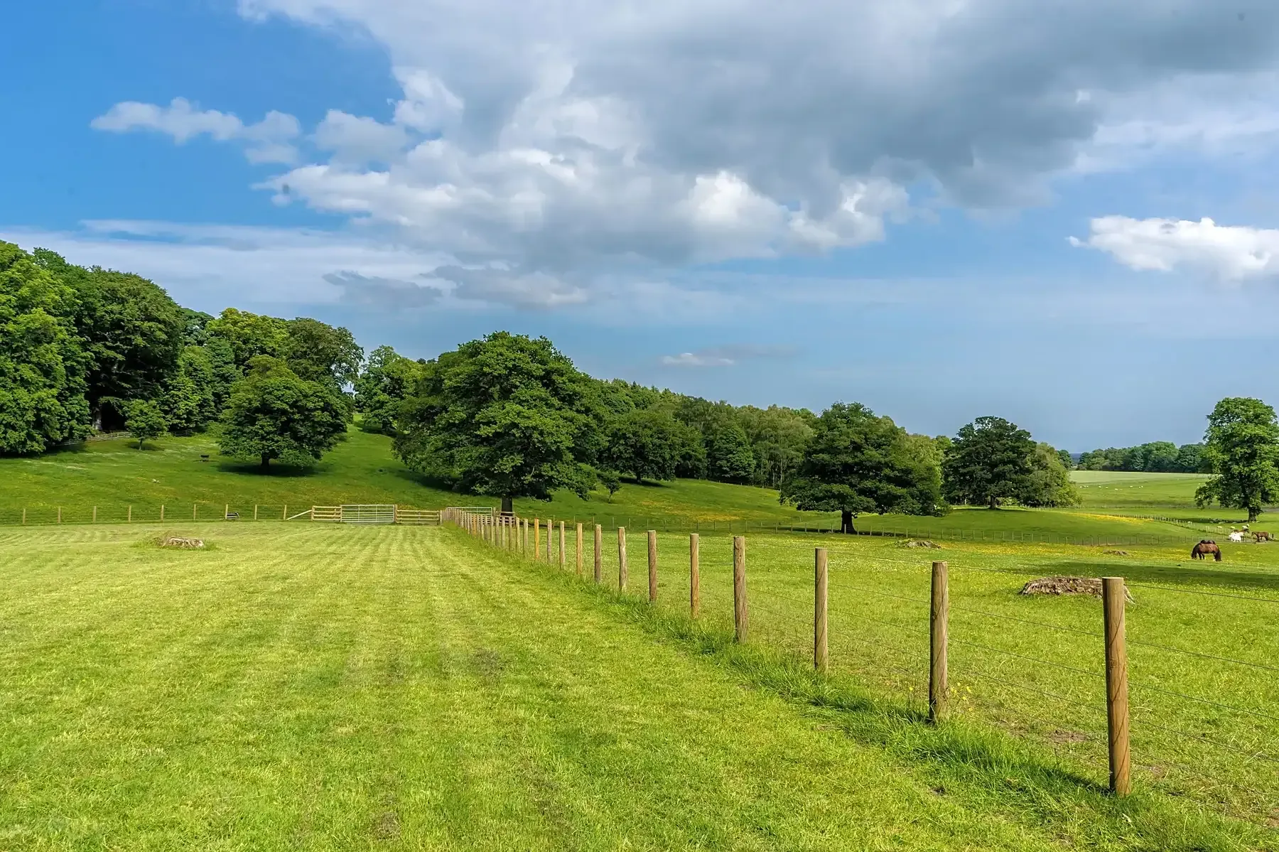 Sunny green field with fence posts, trees, and a cloudy blue sky