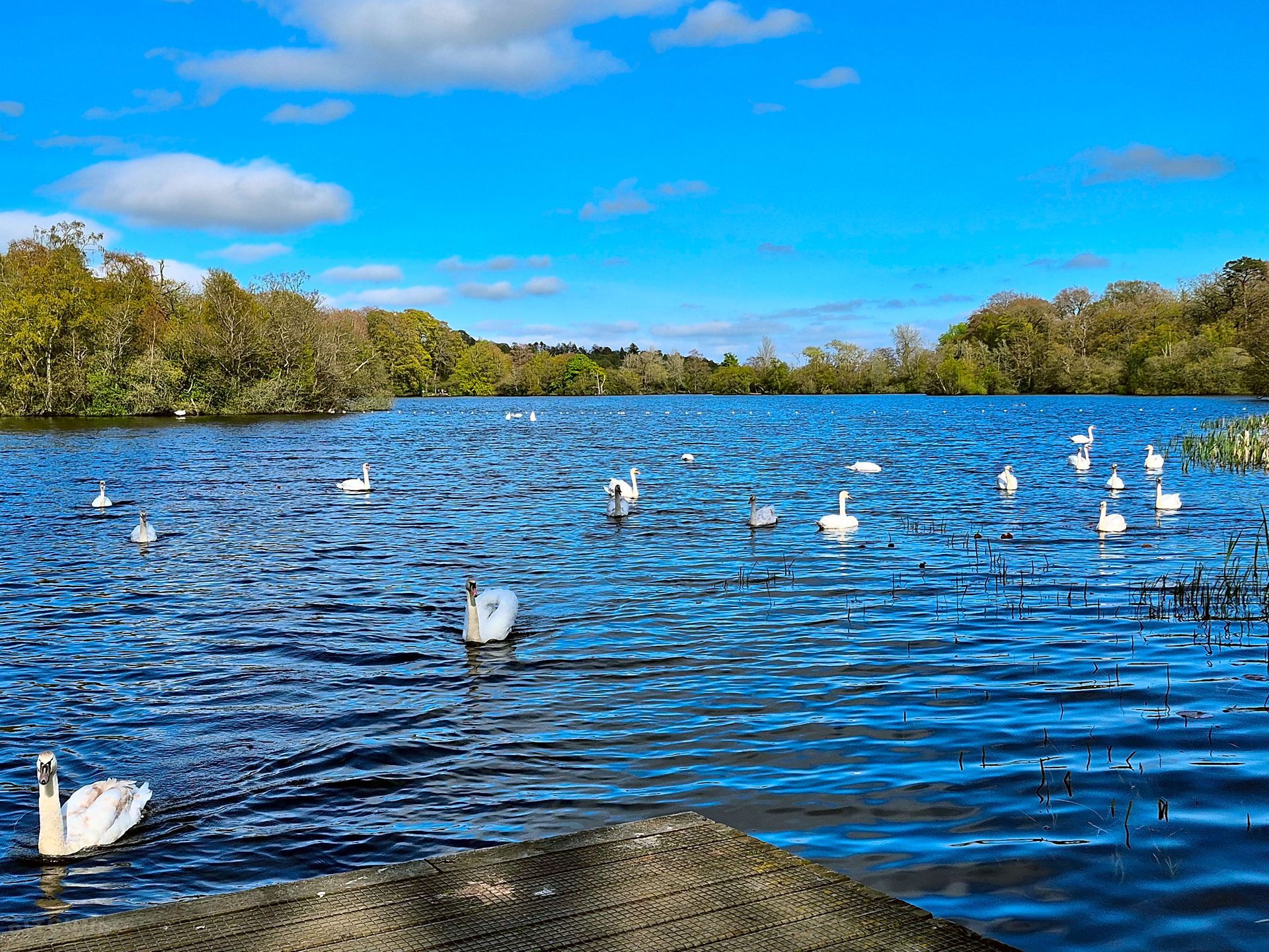 White birds floating on a blue lake under a bright sky, with trees lining the shore