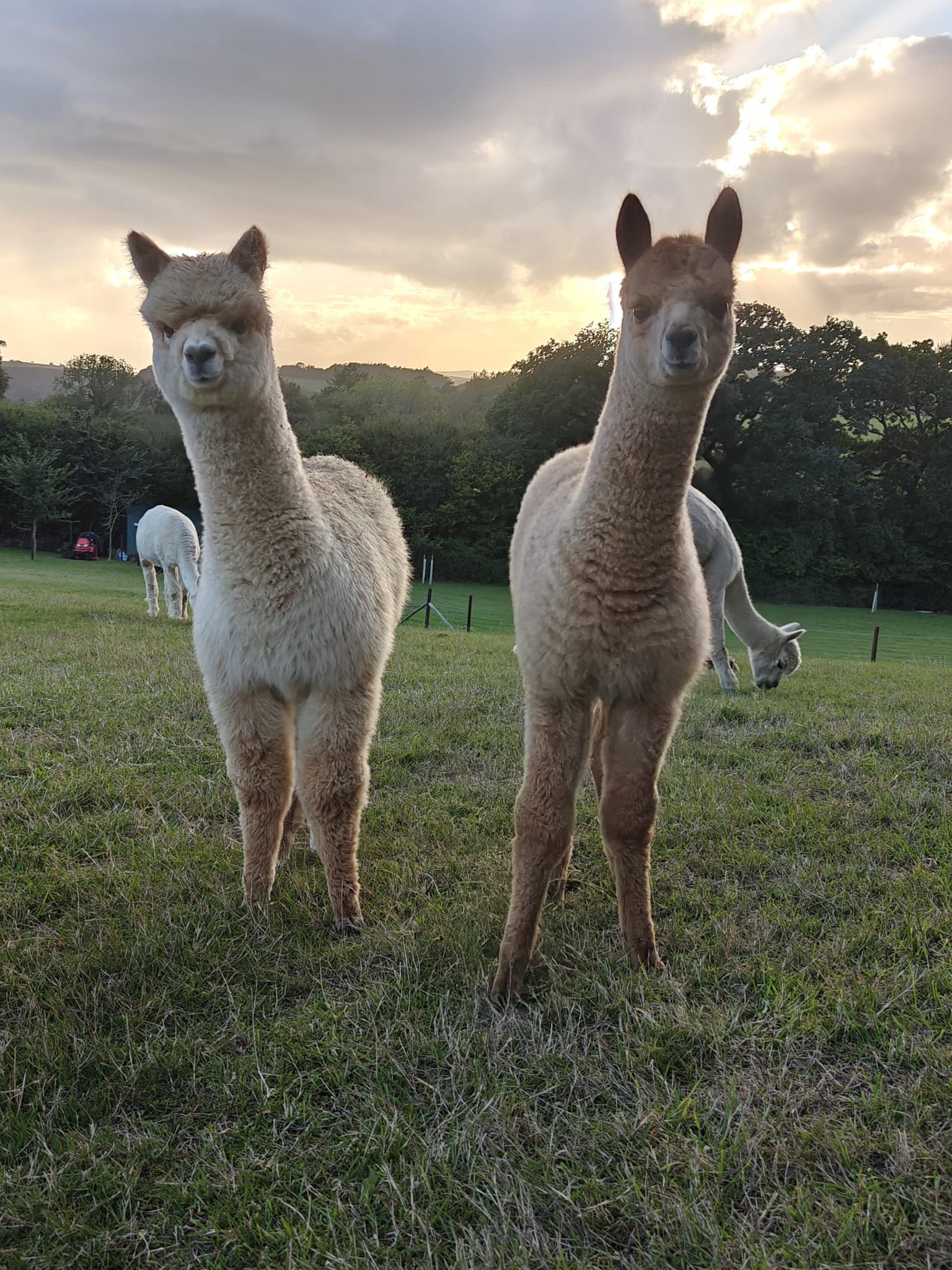 Gatcombe Park Farm
