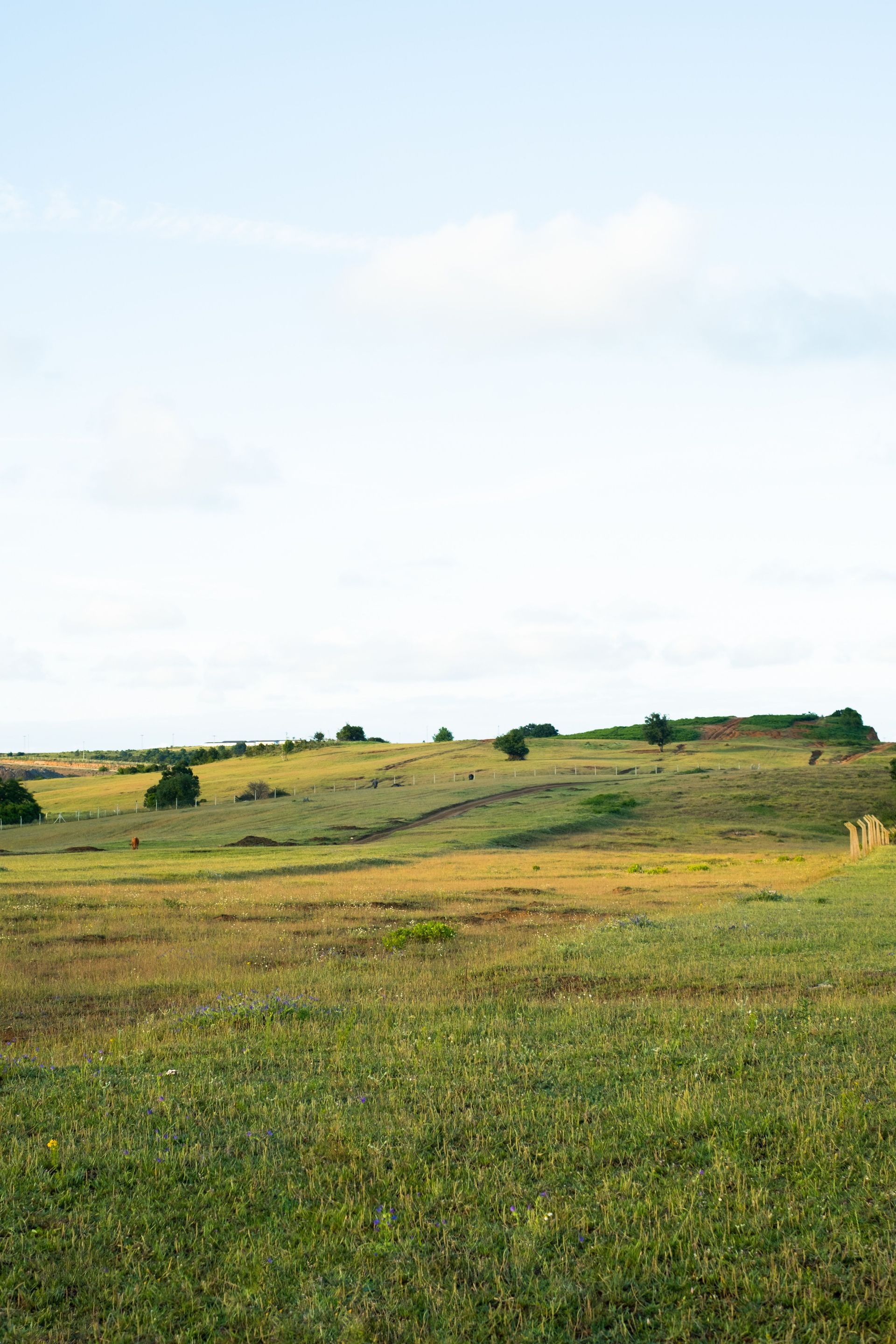 Grassy open field with low shrubs under a pale blue sky and thin clouds