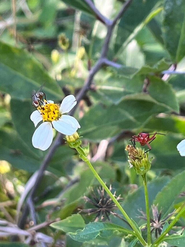 Florida Native Plant Society | Conserve, Preserve & Restore