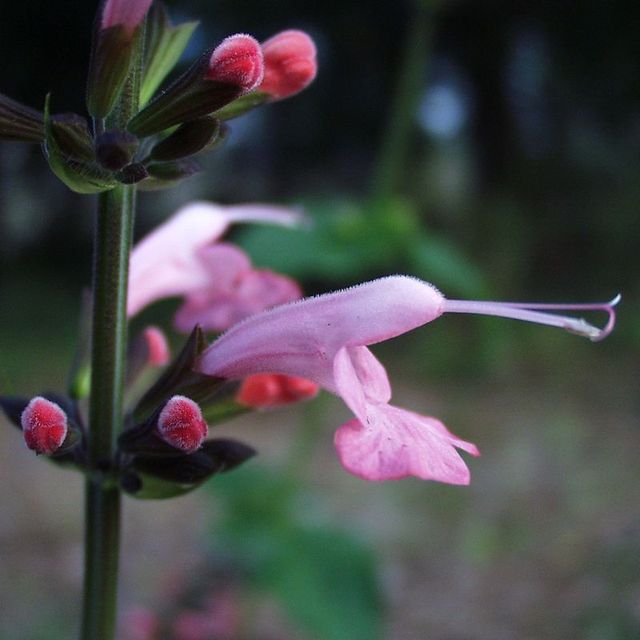Florida Native Plant Society | Conserve, Preserve & Restore