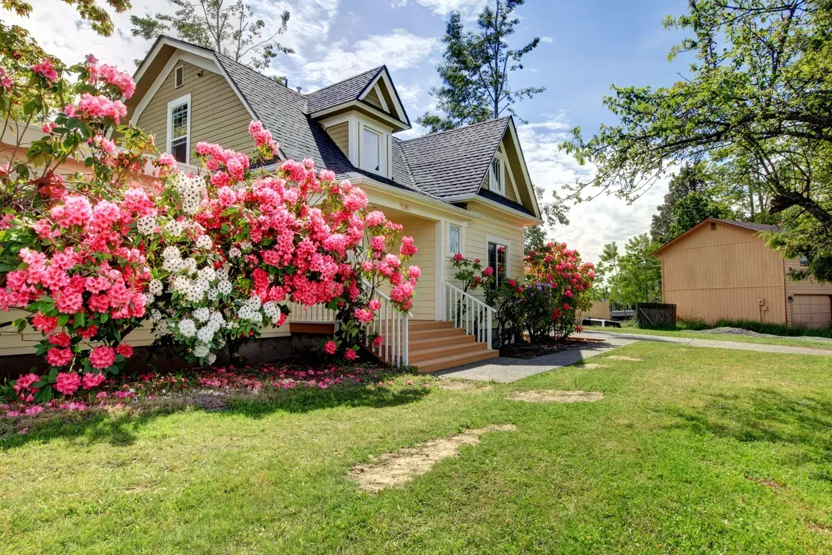 A Home In Springtime with A Blossoming Tree in Front