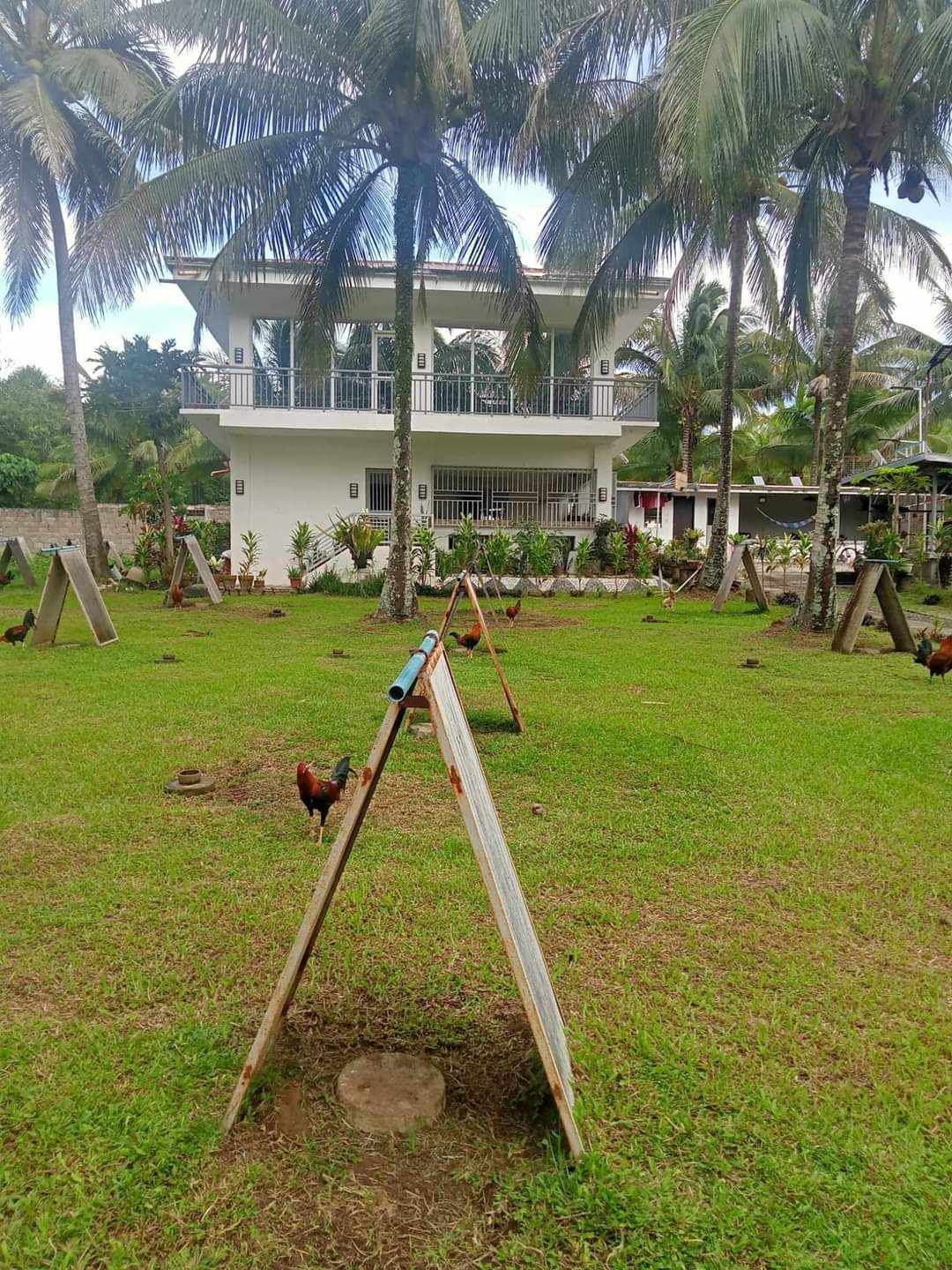 A group of chickens are standing in a grassy field in front of a house.