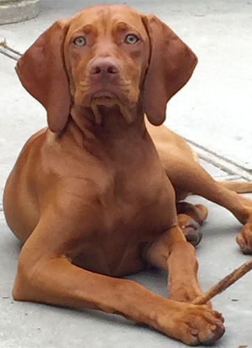 A Vizsla Dog Is Laying Down on The Ground and Looking at The Camera.