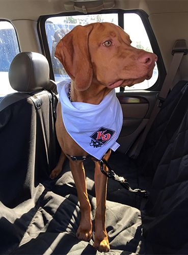A Vizsla Dog Wearing a Bandana Is Sitting in The Back Seat of A Car