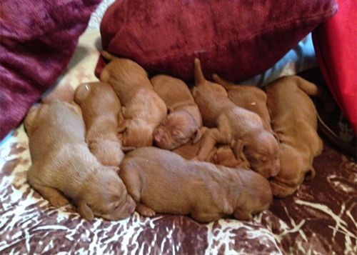 A Group of Vizsla Puppies Are Sleeping on A Bed