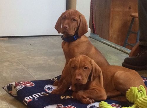 Two Vizsla Are Laying on A Blanket that Says Patriots