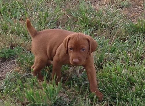 A Vizsla Puppy Is Standing in The Grass Looking at The Camera
