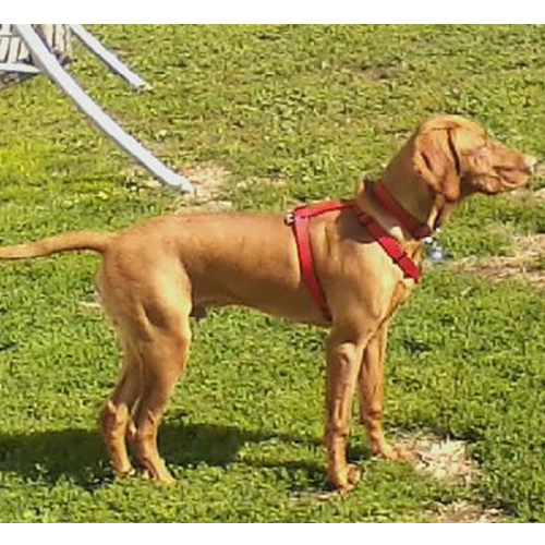 A Vizsla Dog Wearing a Red Harness Is Standing in The Grass.
