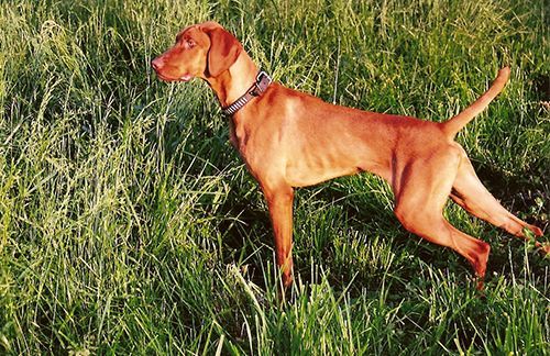A Vizsla Dog Is Standing in A Field of Tall Grass.