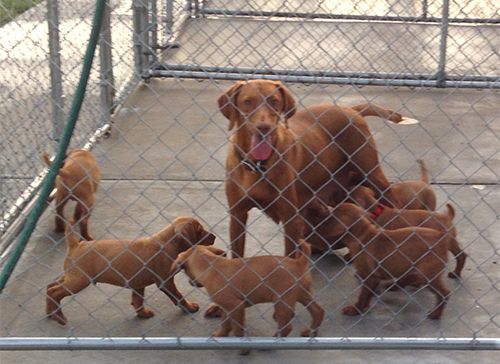 A Vizsla Dog and Her Puppies Are Behind a Chain Link Fence